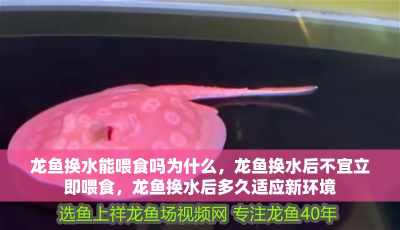 龍魚換水能喂食嗎為什么，龍魚換水后不宜立即喂食，龍魚換水后多久適應新環境