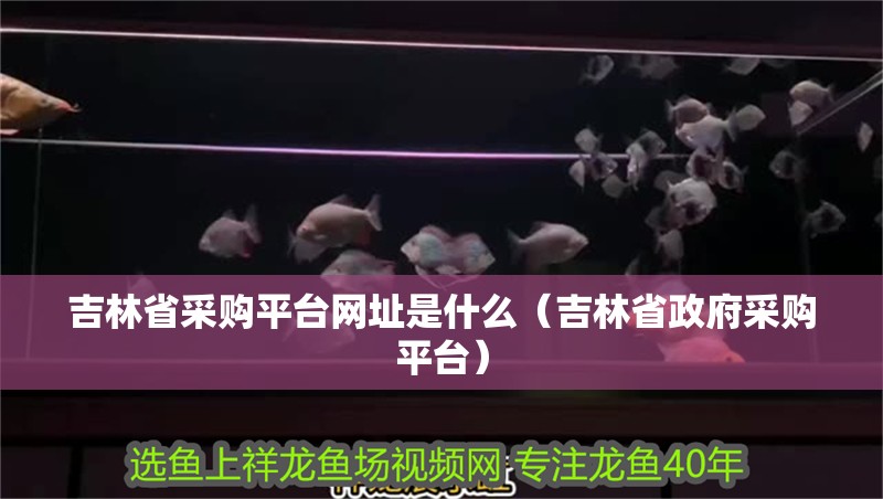 吉林省采購平臺網址是什么（吉林省政府采購平臺）