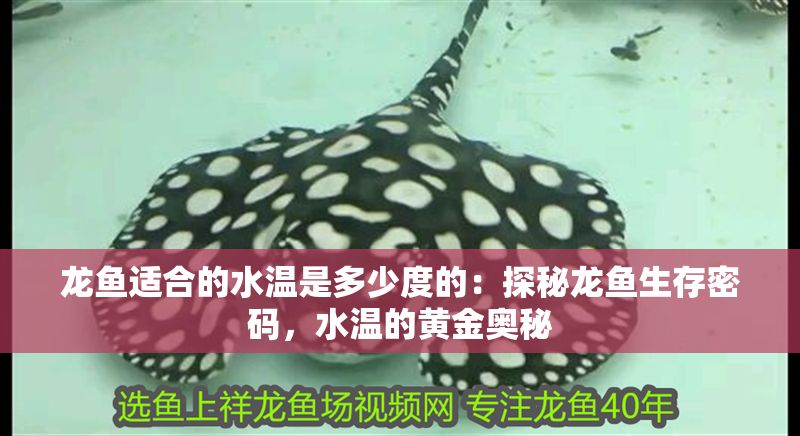 龍魚(yú)適合的水溫是多少度的：探秘龍魚(yú)生存密碼，水溫的黃金奧秘