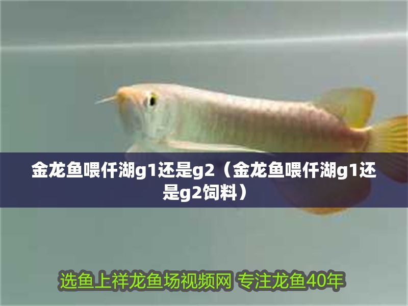 金龍魚喂仟湖g1還是g2（金龍魚喂仟湖g1還是g2飼料）