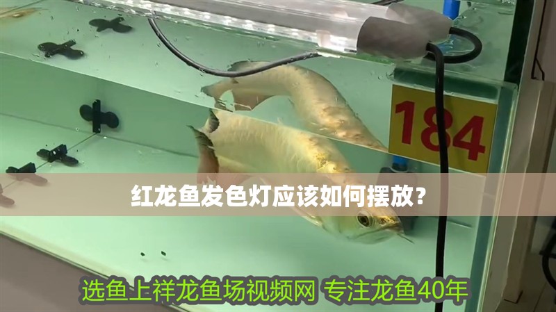 世界上最貴龍魚是什么魚（世界上最貴的一些龍魚品種）