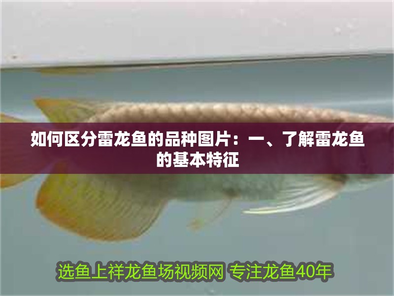 如何區分雷龍魚的品種圖片：一、了解雷龍魚的基本特征