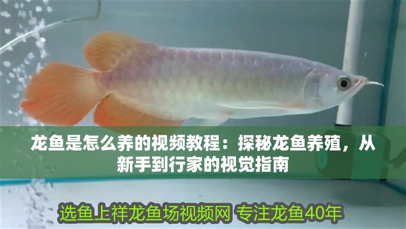 龍魚是怎么養的視頻教程：探秘龍魚養殖，從新手到行家的視覺指南