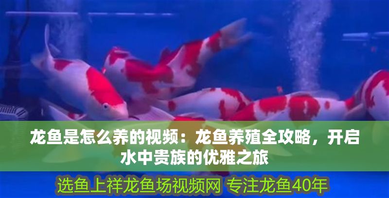 龍魚是怎么養的視頻：龍魚養殖全攻略，開啟水中貴族的優雅之旅