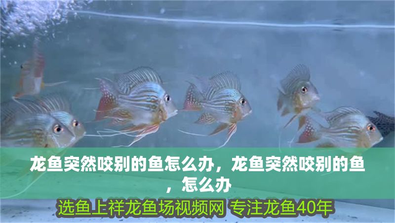 龍魚突然咬別的魚怎么辦，龍魚突然咬別的魚，怎么辦