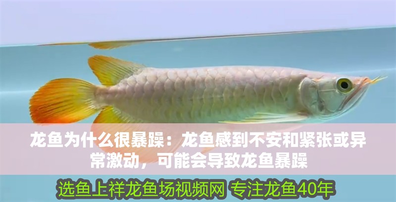 龍魚為什么很暴躁：龍魚感到不安和緊張或異常激動，可能會導致龍魚暴躁