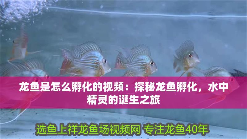 龍魚是怎么孵化的視頻：探秘龍魚孵化，水中精靈的誕生之旅