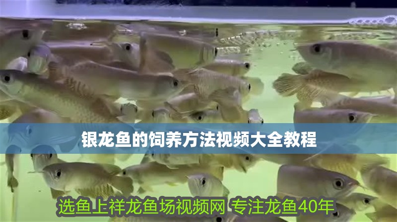 銀龍魚的飼養方法視頻大全教程