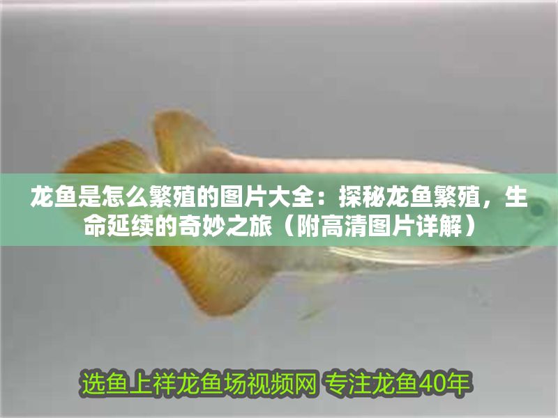 龍魚是怎么繁殖的圖片大全：探秘龍魚繁殖，生命延續的奇妙之旅（附高清圖片詳解）