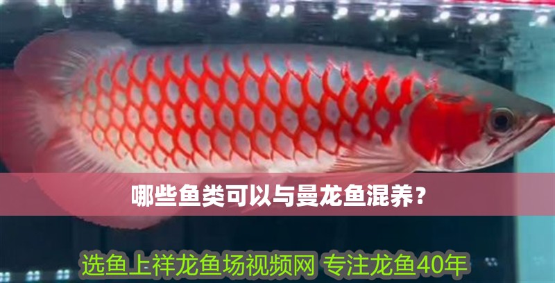 哪些魚類可以與曼龍魚混養？