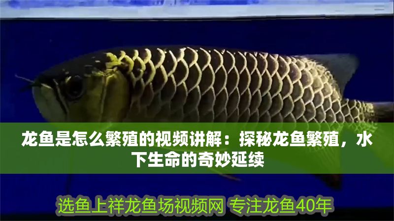 龍魚是怎么繁殖的視頻講解：探秘龍魚繁殖，水下生命的奇妙延續(xù)
