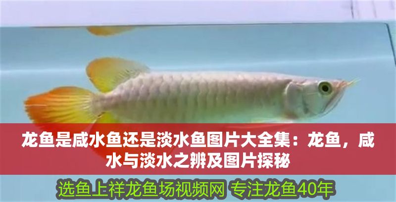 龍魚是咸水魚還是淡水魚圖片大全集：龍魚，咸水與淡水之辨及圖片探秘
