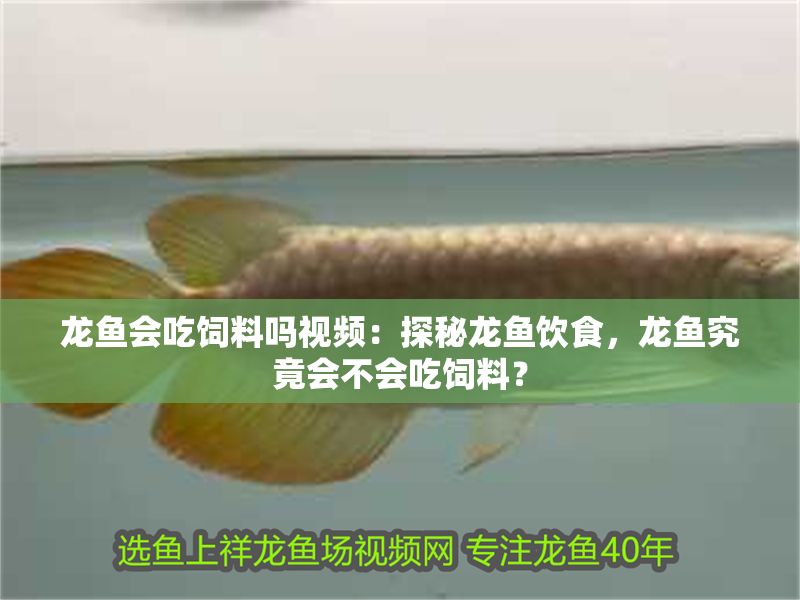 龍魚會吃飼料嗎視頻：探秘龍魚飲食，龍魚究竟會不會吃飼料？