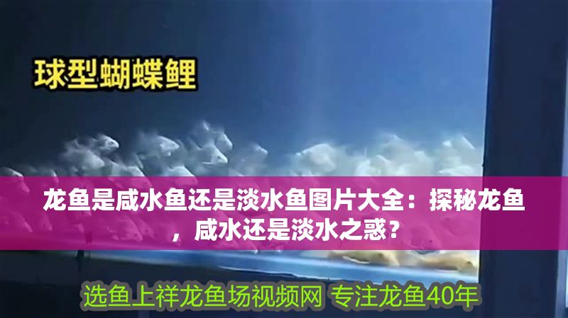 龍魚(yú)是咸水魚(yú)還是淡水魚(yú)圖片大全：探秘龍魚(yú)，咸水還是淡水之惑？