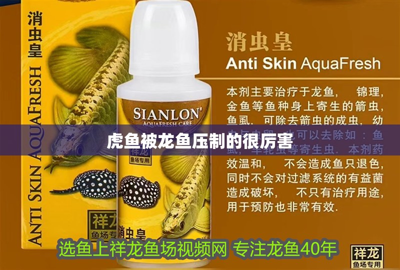 虎魚被龍魚壓制的很厲害