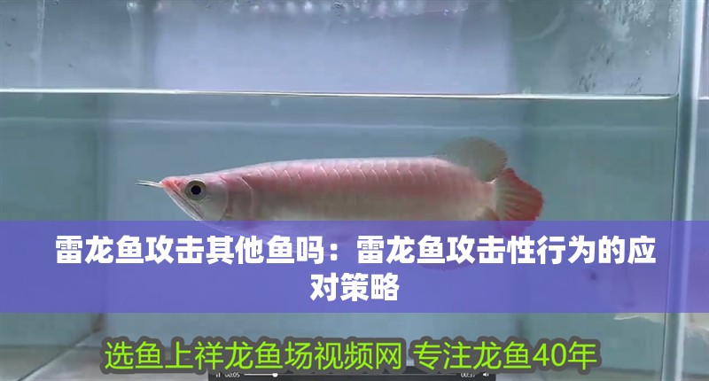 雷龍魚攻擊其他魚嗎：雷龍魚攻擊性行為的應(yīng)對策略