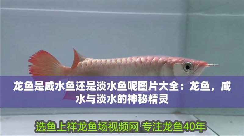 龍魚是咸水魚還是淡水魚呢圖片大全：龍魚，咸水與淡水的神秘精靈