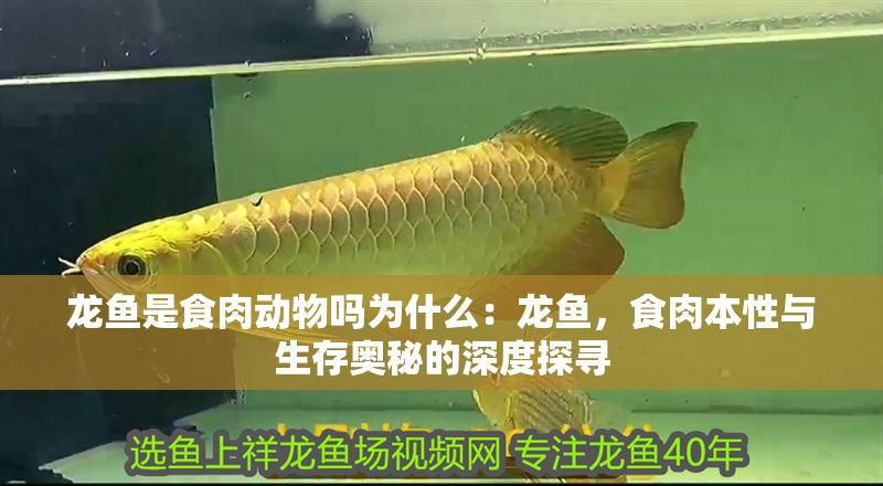 龍魚是食肉動物嗎為什么：龍魚，食肉本性與生存奧秘的深度探尋