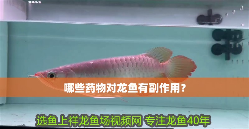 哪些藥物對龍魚有副作用？