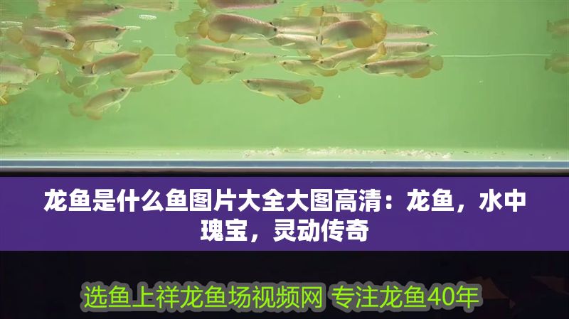 龍魚是什么魚圖片大全大圖高清：龍魚，水中瑰寶，靈動傳奇