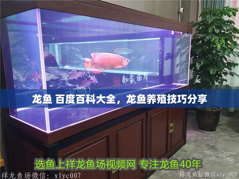 龍魚 百度百科大全，龍魚養(yǎng)殖技巧分享