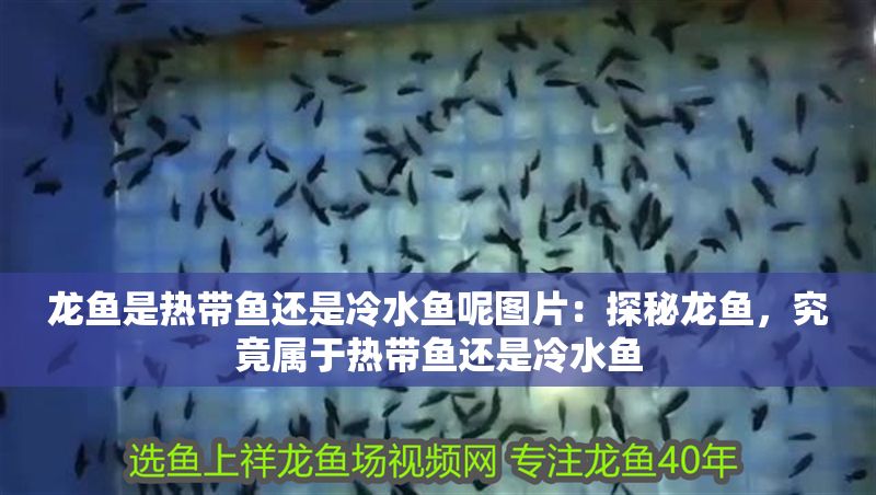 龍魚是熱帶魚還是冷水魚呢圖片：探秘龍魚，究竟屬于熱帶魚還是冷水魚