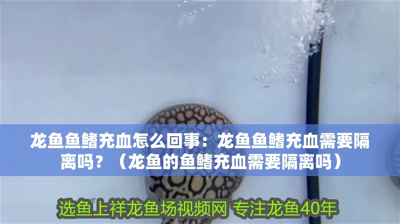 龍魚魚鰭充血怎么回事：龍魚魚鰭充血需要隔離嗎？（龍魚的魚鰭充血需要隔離嗎）