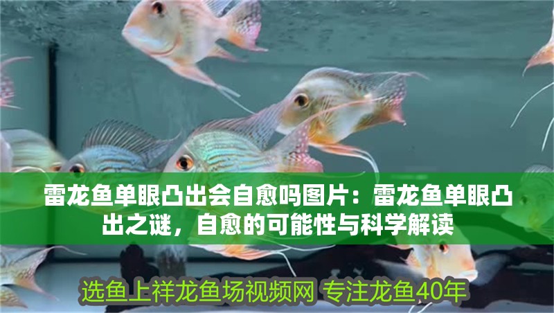 雷龍魚(yú)單眼凸出會(huì)自愈嗎圖片：雷龍魚(yú)單眼凸出之謎，自愈的可能性與科學(xué)解讀