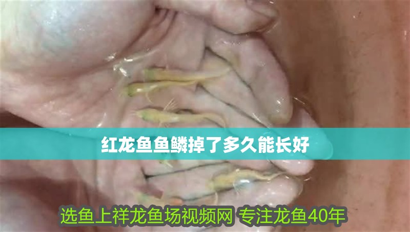 黑龍江金龍魚賣鳥的地方在哪兒：黑龍江金龍魚賣鳥的地方在哪兒黑龍江金龍魚賣鳥的地方在哪兒