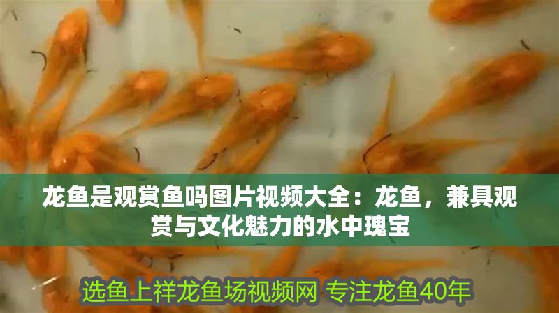 龍魚(yú)是觀賞魚(yú)嗎圖片視頻大全：龍魚(yú)，兼具觀賞與文化魅力的水中瑰寶