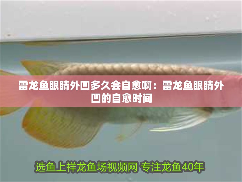雷龍魚眼睛外凹多久會自愈?。豪堲~眼睛外凹的自愈時間