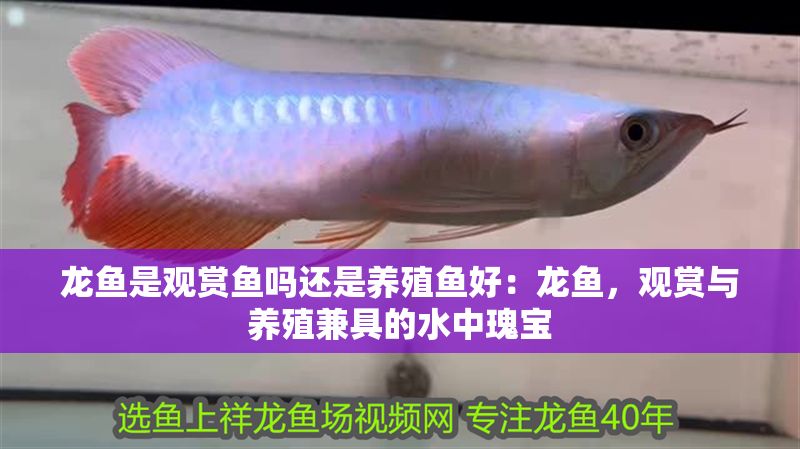 龍魚是觀賞魚嗎還是養(yǎng)殖魚好：龍魚，觀賞與養(yǎng)殖兼具的水中瑰寶