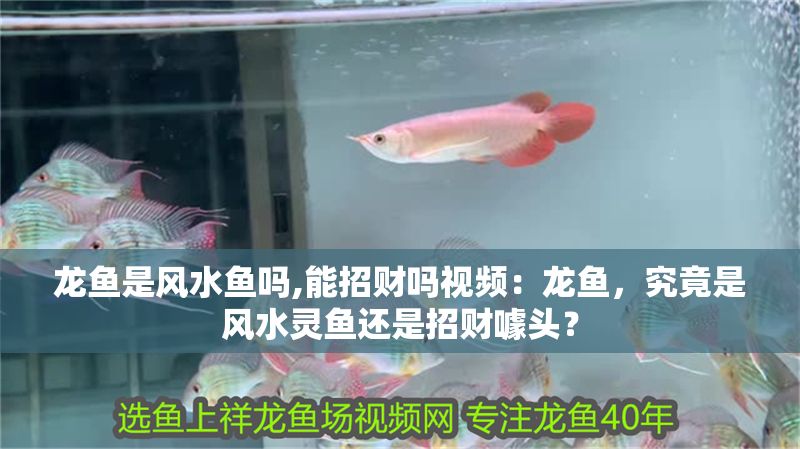 龍魚是風水魚嗎,能招財嗎視頻：龍魚，究竟是風水靈魚還是招財噱頭？