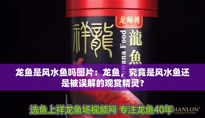 龍魚是風水魚嗎圖片：龍魚，究竟是風水魚還是被誤解的觀賞精靈？