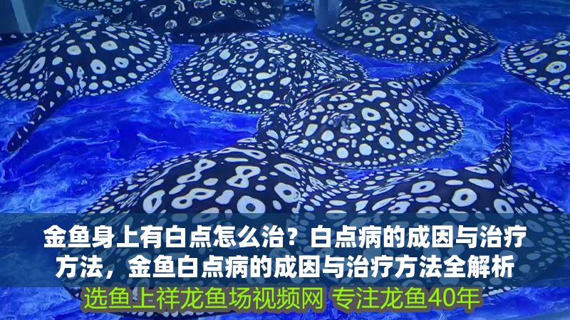 金魚身上有白點怎么治？白點病的成因與治療方法，金魚白點病的成因與治療方法全解析