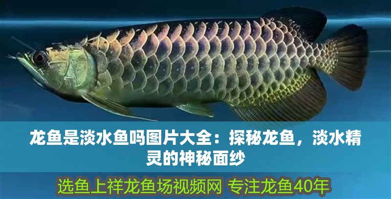 龍魚是淡水魚嗎圖片大全：探秘龍魚，淡水精靈的神秘面紗
