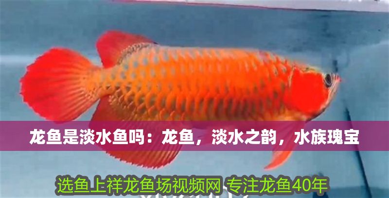 龍魚是淡水魚嗎：龍魚，淡水之韻，水族瑰寶