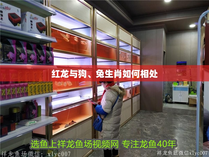 紅龍與狗、兔生肖如何相處