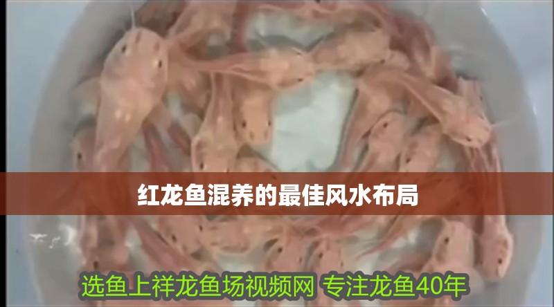 紅龍魚混養的最佳風水布局