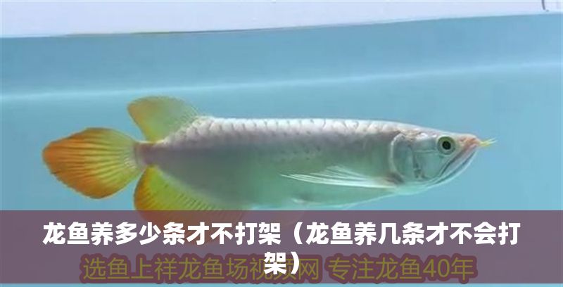 龍魚養多少條才不打架（龍魚養幾條才不會打架）