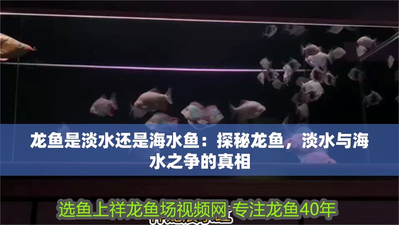 龍魚是淡水還是海水魚：探秘龍魚，淡水與海水之爭的真相