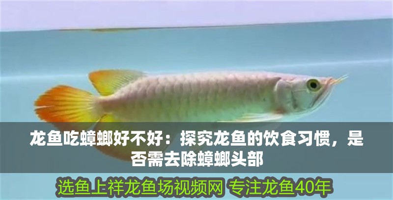 龍魚吃蟑螂好不好：探究龍魚的飲食習慣，是否需去除蟑螂頭部