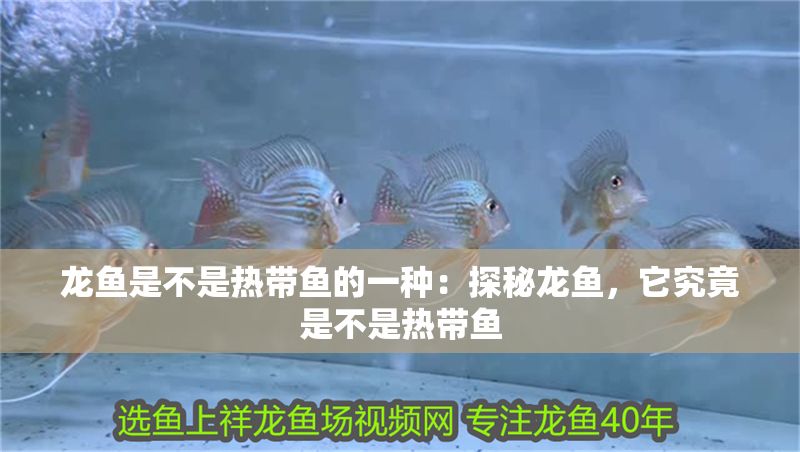 龍魚是不是熱帶魚的一種：探秘龍魚，它究竟是不是熱帶魚