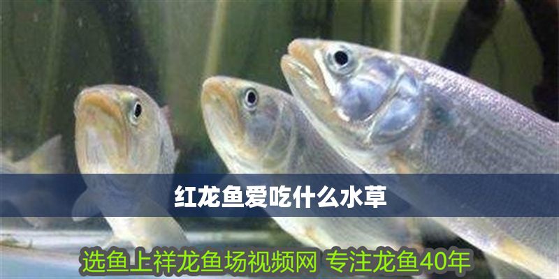 紅龍魚愛吃什么水草
