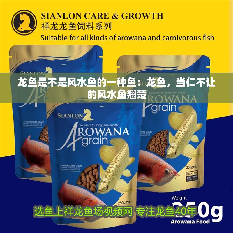 龍魚是不是風水魚的一種魚：龍魚，當仁不讓的風水魚翹楚 龍魚是不是風水魚的一種魚：龍魚，當仁不讓的風水魚翹楚 龍魚百科 第1張