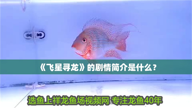 《飛星尋龍》的劇情簡介是什么？