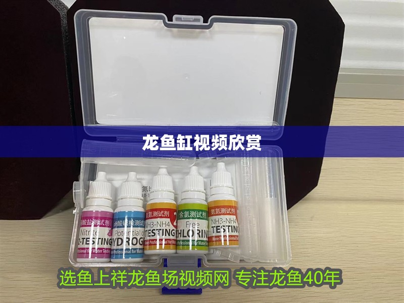 龍魚缸視頻欣賞