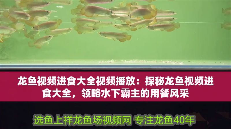 龍魚視頻進食大全視頻播放：探秘龍魚視頻進食大全，領略水下霸主的用餐風采