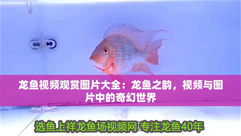 龍魚視頻觀賞圖片大全：龍魚之韻，視頻與圖片中的奇幻世界