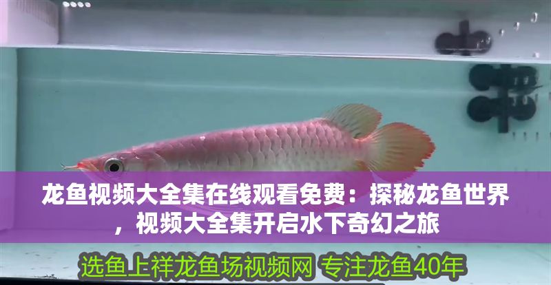 龍魚視頻大全集在線觀看免費：探秘龍魚世界，視頻大全集開啟水下奇幻之旅